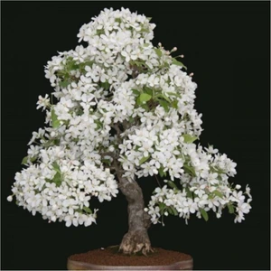 Tohum Dünyam Beyaz Zakkum Bonzai Ağacı Tohumu 5 Adet Bonsai Ağacı Tohumu