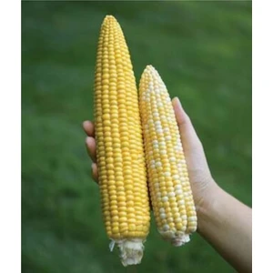 Tohum Dünyam  Paket 100 Adet Tohum Ithal Nadir 40-60 cm Uzun Mısır Tohumu