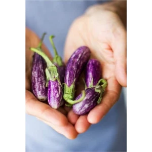 Tohum Dünyam Nadir Thailand Mini Kemer Patlıcan Tohumu 5 Adet Tohum