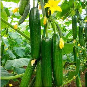 Tohum Dünyam  Paket 100 Adet Tohum Italyan Sırık Salatalık Tohumu