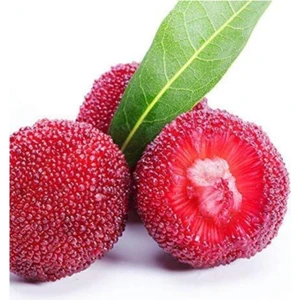 Tohum Dünyam Tropikal Çin Çileği Tohumu 2 Adet Tohum Myrica Çilek