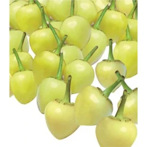 Tohum Dünyam Acı Turşuluk Fındık Biber Tohumu 25 Adet Tohum Biberiye