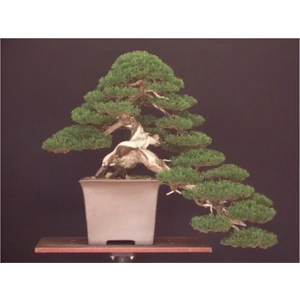 Tohum Dünyam Bodur Lübnan Sediri Bonzai Ağacı Tohumu 5 Adet Bonsai Ağacı Tohumu