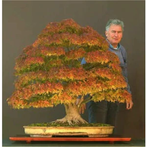 Tohum Dünyam Bodur Çınar Bonzai Ağacı Tohumu 5 Adet Bonsai Ağacı Tohumu