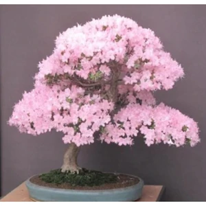 Tohum Dünyam Bodur Cherry Blossom Bonzai Ağacı Tohumu 5 Adet Bonsai Ağacı Tohumu