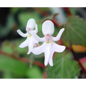 Tohum Dünyam Beyaz Melek Orkide Çiçeği Tohumu 5 Adet