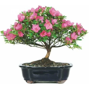 Tohum Dünyam Orkide Bonzai Ağacı Tohumu 5 Adet Bonsai Ağacı Tohumu
