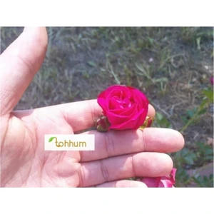 Tohum Dünyam Minyatür Gül 5 Tohum