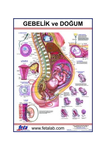 Gebelik ve Doğum Eğitim Plakası