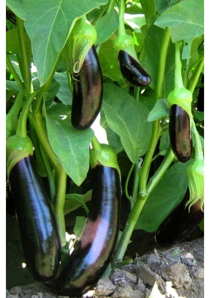 Aydın Siyahı Patlıcan Tohumu / 20 Adet Tohum modelleri