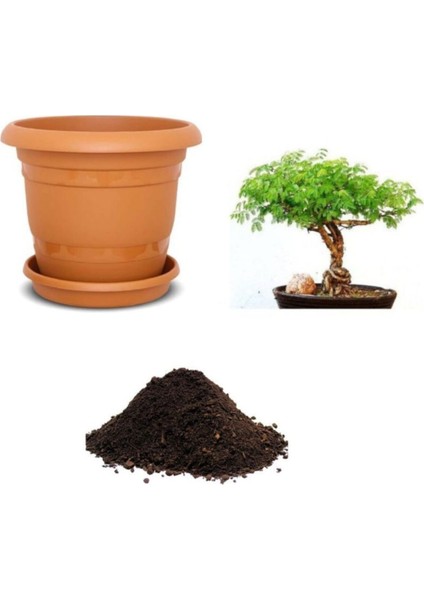 Ithal Gümüş Akasya Bonzai Ağacı Tohumu Ekim Seti