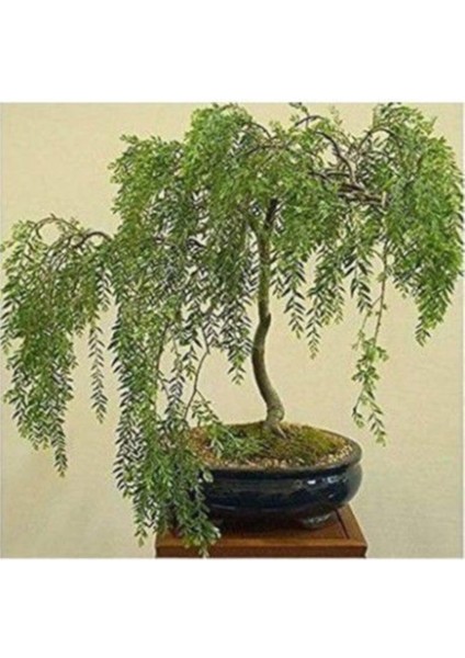 Ithal Gümüş Akasya Bonzai Ağacı Tohumu Ekim Seti fiyatları