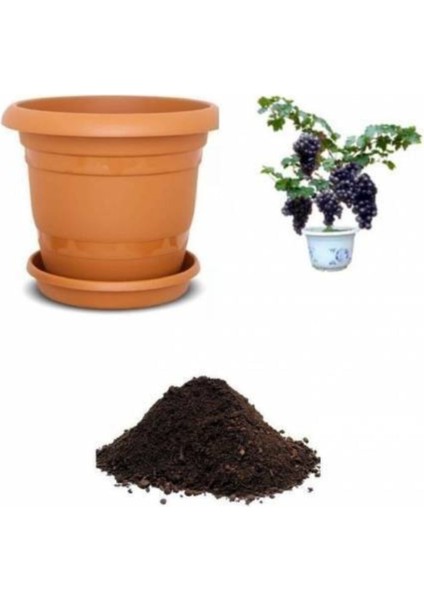 Siyah Üzüm Bonzai Ağacı Tohumu Ekim Seti