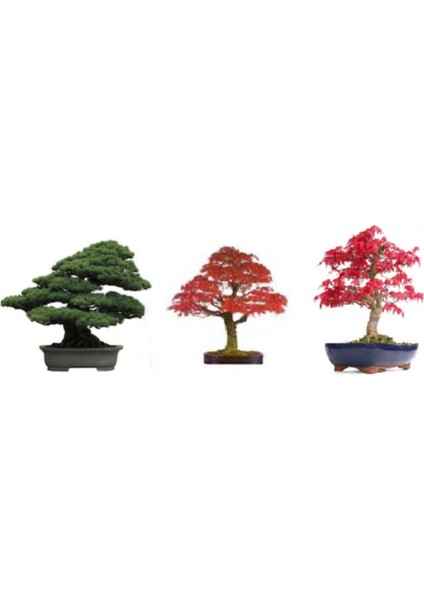 3'lü Bonsai Ağacı Ekim Seti Acer Rubrum Selvi Çınar Bonzai Ağacı Tohumu Kombin