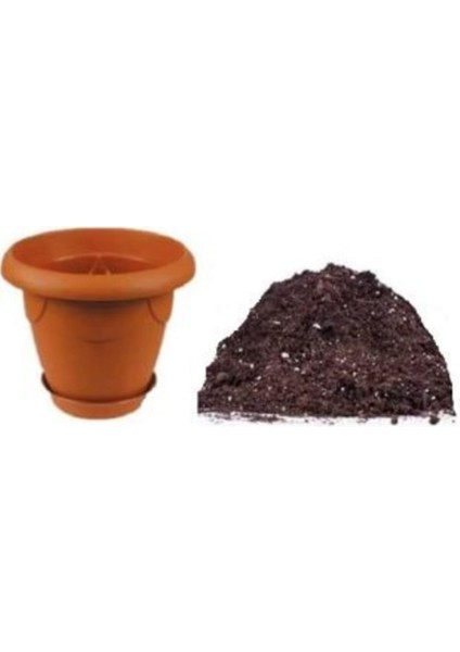 Portulaca Çiçeği Tohumu Ekim Seti