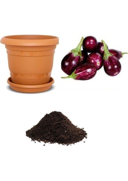 Adana Patlıcanı Tohumu Ekim Seti