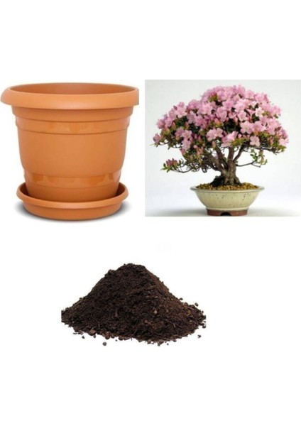 Ithal Pembe Zakkum Bonzai Ağacı Tohumu Ekim Seti