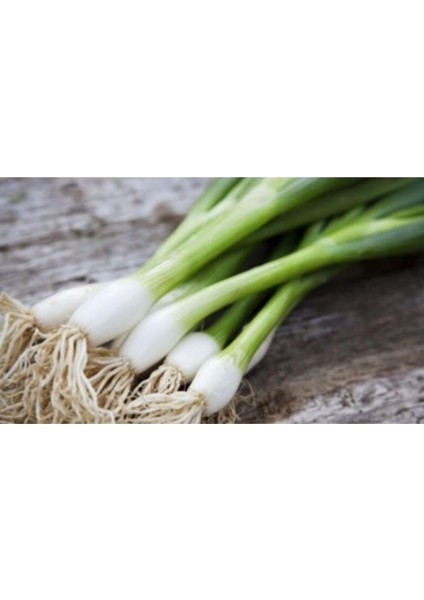 Acısız Taze Firik Yeşil Soğan Tohumu Ekim Seti fiyatları