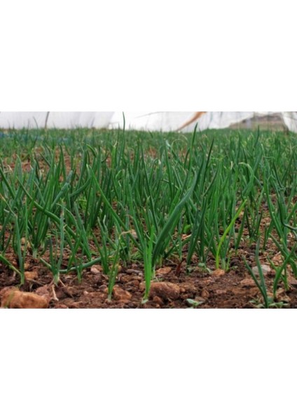 Acısız Taze Firik Yeşil Soğan Tohumu Ekim Seti modelleri