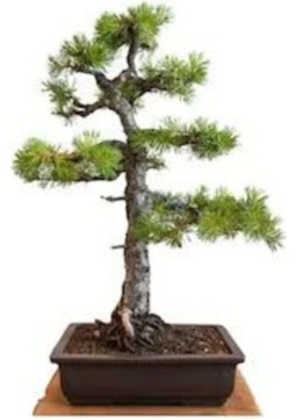 Ithal Karaçam Bonsai Ağacı Tohumu Ekim Seti