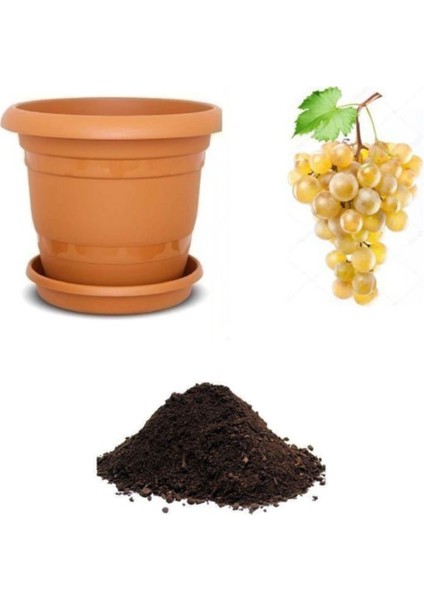 Sarı Golden Üzüm Tohumu Ekim Seti