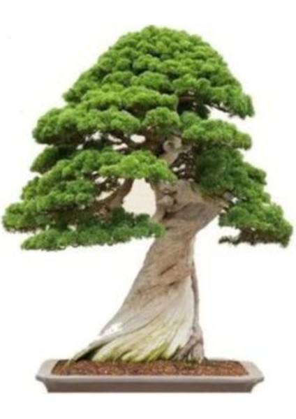 Okaliptüs Bonzai Ağacı Tohumu Ekim Seti fiyatları