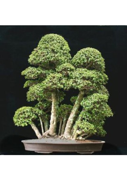 Okaliptüs Bonzai Ağacı Tohumu Ekim Seti modelleri