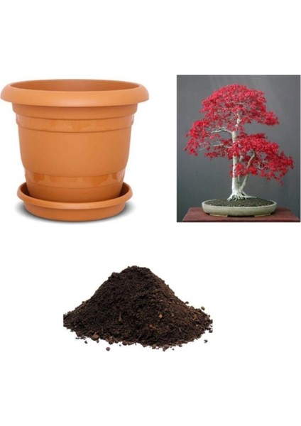 Ithal Acer Rubrum Bonzai Ağacı Tohumu Ekim Seti
