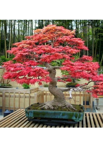 Ithal Acer Rubrum Bonzai Ağacı Tohumu Ekim Seti modelleri