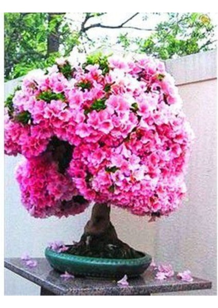 Ithal Bodur Erguvan Bonsai Ağacı Tohumu Ekim Seti modelleri