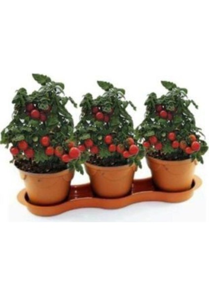 Cherry Saksılık Domates Tohumu Ekim Seti