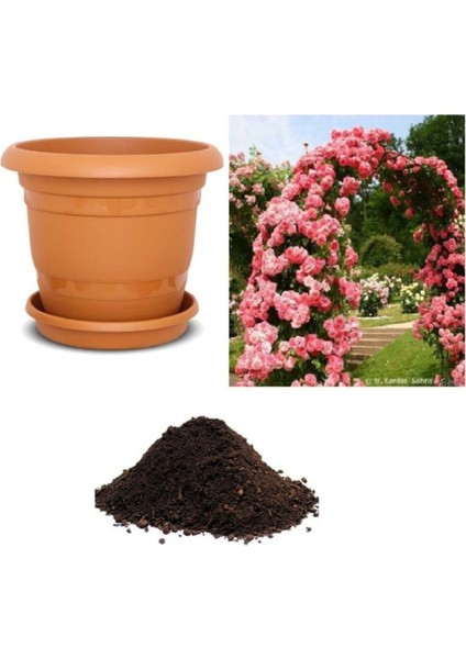 Nadir Yediveren Pembe Sarmaşık Gül Tohumu Ekim Seti