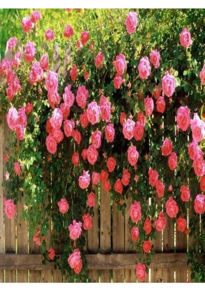 Nadir Yediveren Pembe Sarmaşık Gül Tohumu Ekim Seti fiyatları