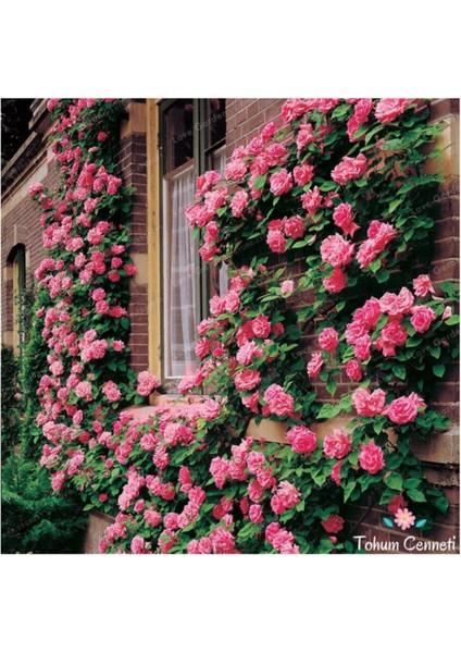 Nadir Yediveren Pembe Sarmaşık Gül Tohumu Ekim Seti modelleri