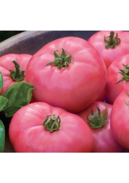 Nadir Dev Pembe Domates Tohumu Ekim Seti