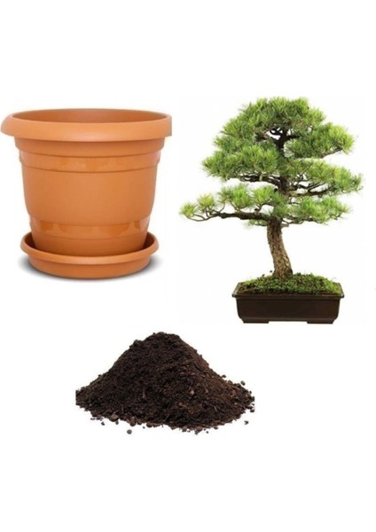 Supressus Bonzai Ağacı Tohumu Ekim Seti