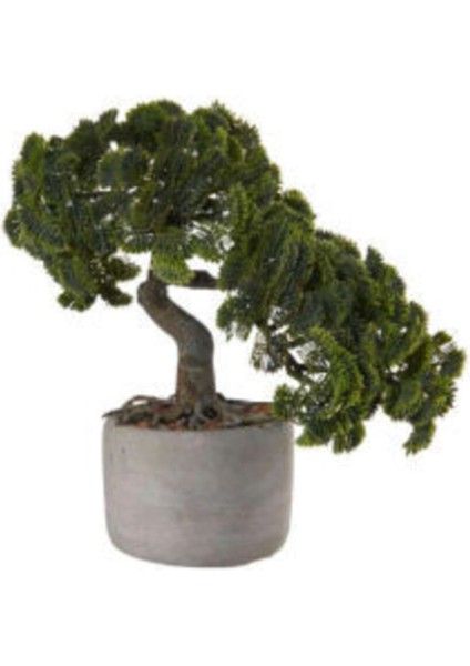 Supressus Bonzai Ağacı Tohumu Ekim Seti modelleri