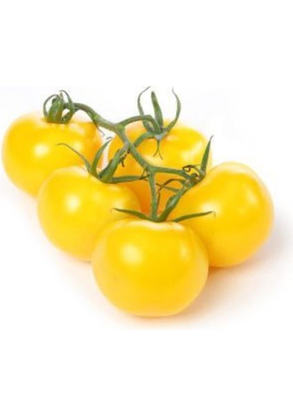 Ithal Cherry Sarı Domates Tohumu Ekim Seti