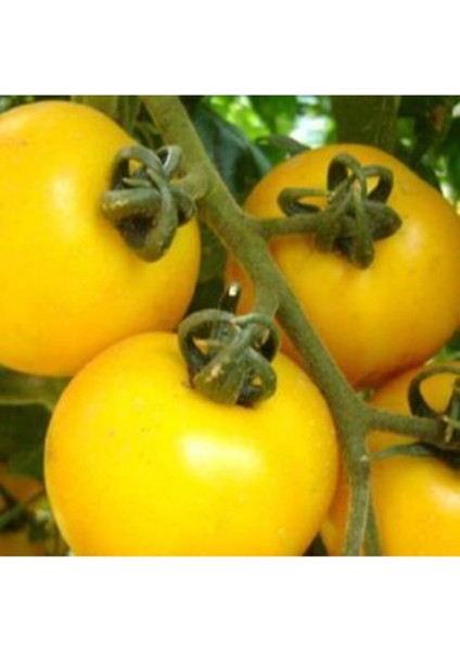Ithal Cherry Sarı Domates Tohumu Ekim Seti