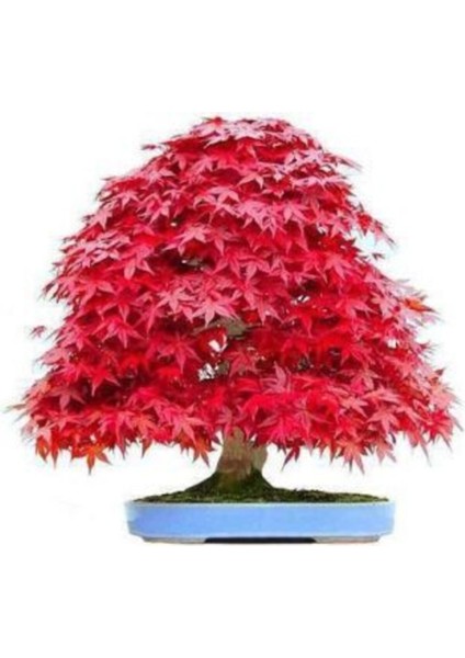 Red Maple Bonzai Ağacı Tohumu Ekim Seti