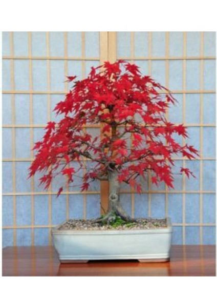 Red Maple Bonzai Ağacı Tohumu Ekim Seti