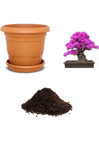 Nadir Ithal Mersin Bonsai Ağacı Tohumu Ekim Seti