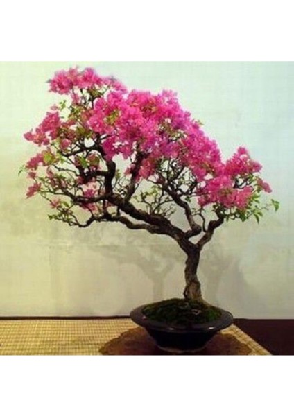 Nadir Ithal Mersin Bonsai Ağacı Tohumu Ekim Seti fiyatları