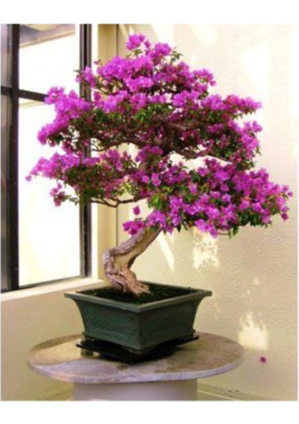 Nadir Ithal Mersin Bonsai Ağacı Tohumu Ekim Seti modelleri