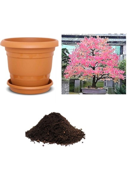 Ithal Katsura Bonsai Ağacı Tohumu Ekim Seti