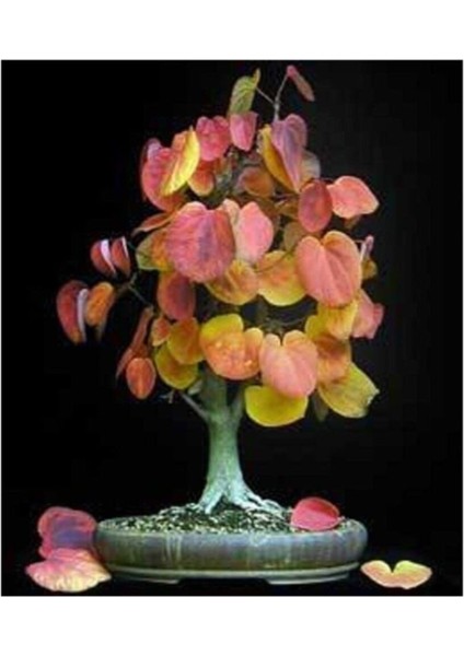 Ithal Katsura Bonsai Ağacı Tohumu Ekim Seti fiyatları