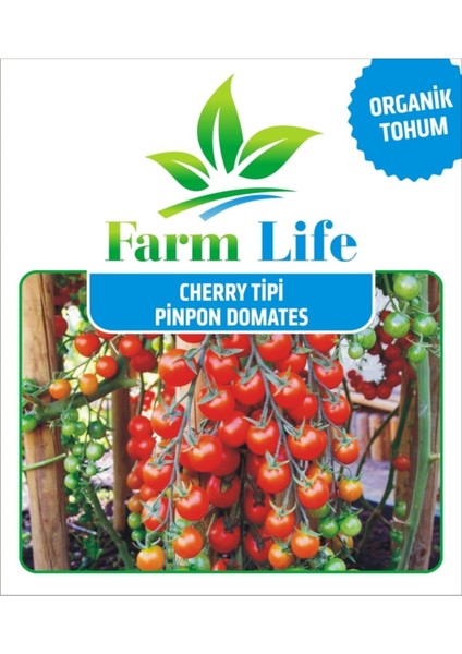 250 Adet Yediveren Cherry Pinpon Domates Tohumu