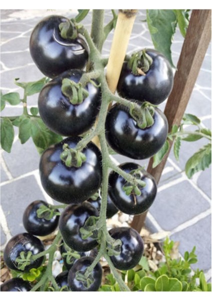 Siyah Domates Tohumu 5 Adet Tohum Black Tomato modelleri