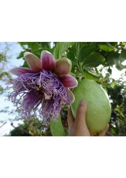Ithal Passiflora Quadrangularis Tohumu Ekim Seti