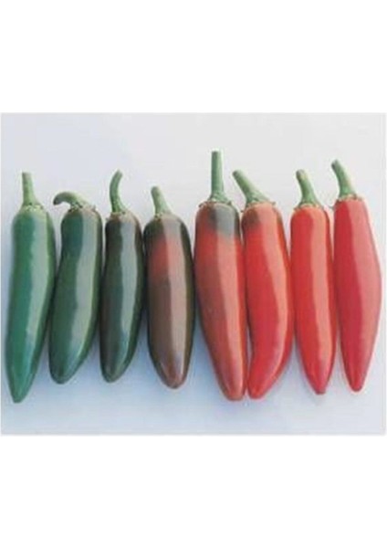 10 Adet Kırmızı Jalapeno Biber Tohumu